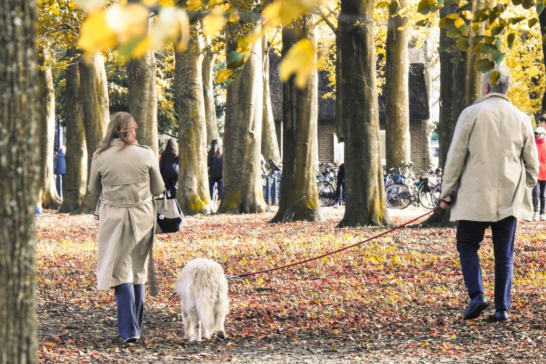 Stel wandelt met hun hond door een park in de herfst